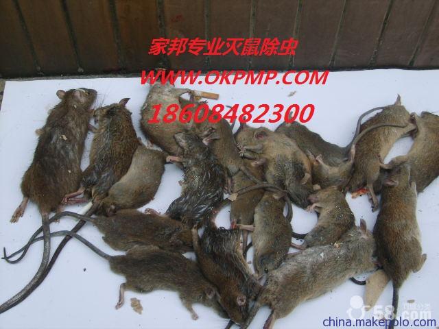 邵阳灭鼠公司,邵阳灭蟑螂公司 邵阳较好的灭鼠公司邵阳酒店灭鼠